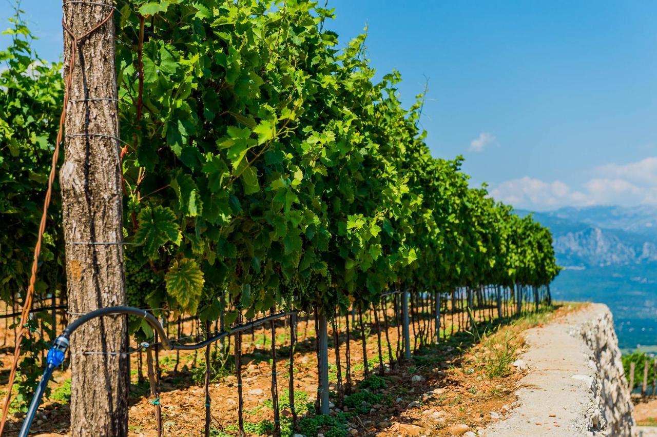 Eco Winery Lipovac Apartments Cetinje Eksteriør billede